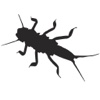 Stonefly Science