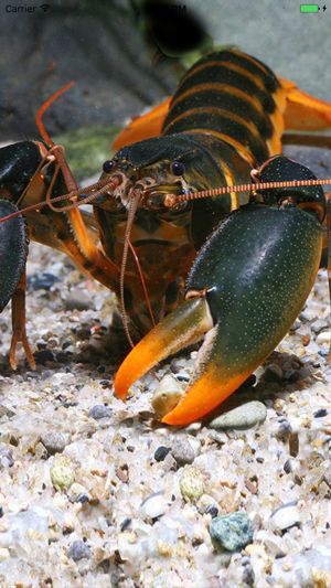 Crayfish