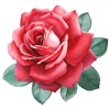 Send Roses Rose Stickers for iMessage