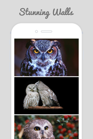 Owl Wallpapers - Stunning Collections Of Owl screenshot 3