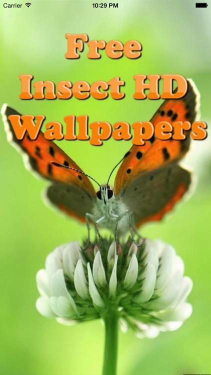 Insect Wallpapers-Best Nature Backgrounds & Images