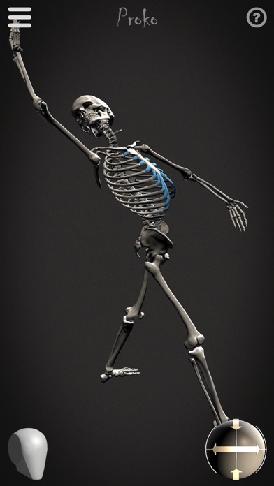 Skelly - Art Model Skelly - Art Model