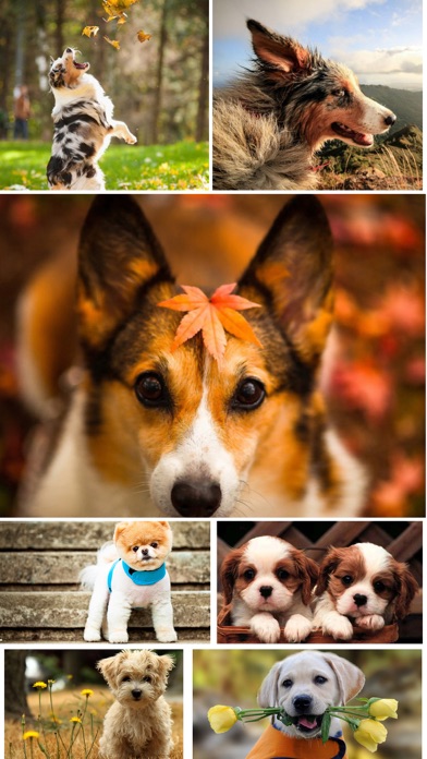 How to cancel & delete Dog Wallpapers - Home Screen Themes & Backgrounds from iphone & ipad 4