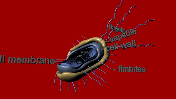 Cell Structure in 3D screenshot-4