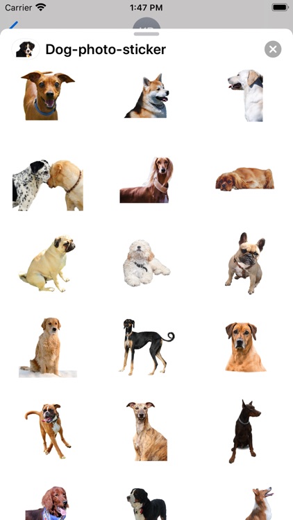 Dog photo sticker