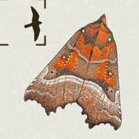 The Moths of Britain & Ireland