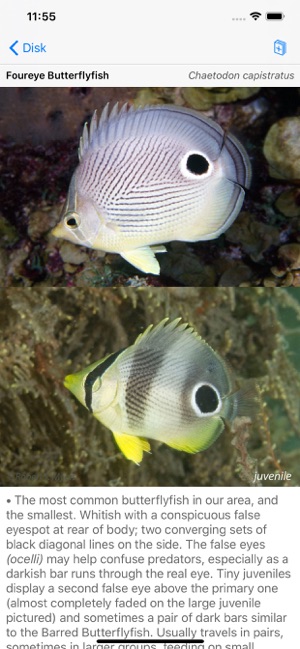 Easy Fish ID Caribbean