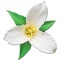 University of Washington Herbarium at the Burke Museum, the authors of WILDFLOWERS OF THE PACIFIC NORTHWEST, and High Country Apps have partnered to produce the new WASHINGTON WILDFLOWERS plant identification app for mobile devices
