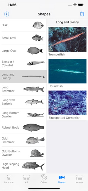 Easy Fish ID Caribbean(圖7)-速報App