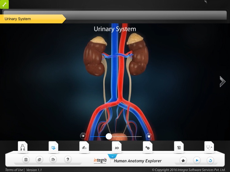 Human Anatomy - Urinary