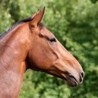 Horse Sounds+ Horse Soundboard pour PC