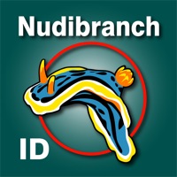 Nudibranch ID Western Atlantic sur PC
