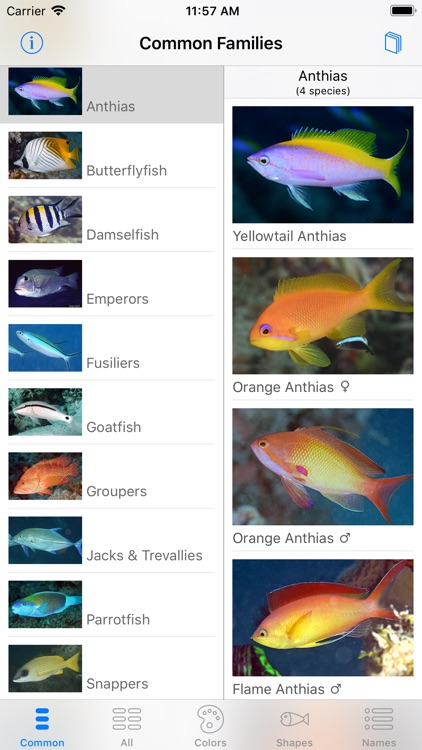 Deep Blue Divers Fish Guide screenshot-5