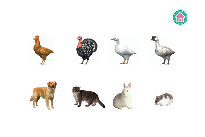 Picture Dictionary - Animals