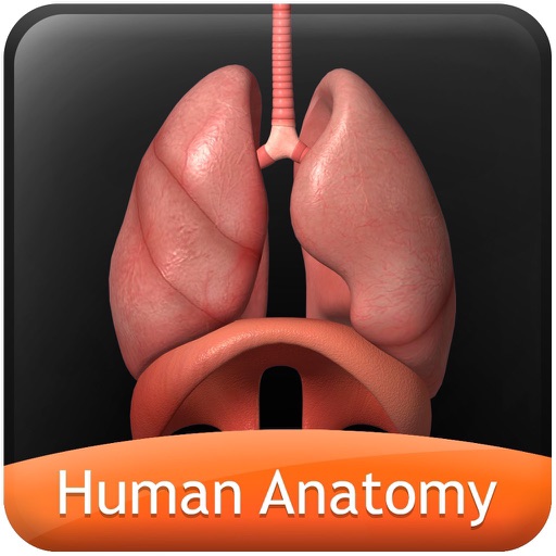 Human Anatomy Explorer