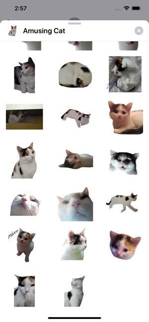 Amusing Cat Sticker Pack(圖3)-速報App
