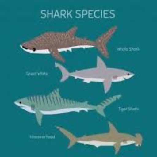 Shark species quiz