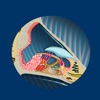Inner Ear ID Inner Ear ID