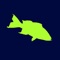 SAFMC Release is a mobile data collection tool created in collaboration with fishermen, scientists, data and fishery managers, and technology experts to allow recreational and commercial fishermen to voluntarily collect information on scamp grouper they release