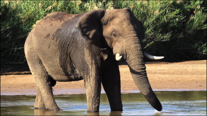 Video Touch - Wild Animals Screenshot 2