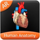 Human Anatomy Explorer - Circulatory System