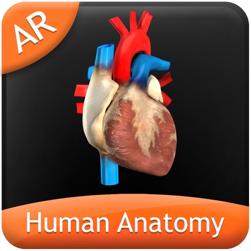 Human Anatomy - Circulatory icon