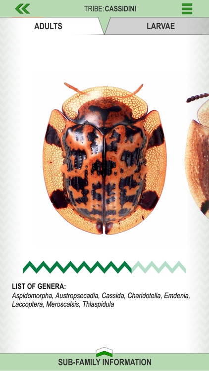 Leaf Beetle ID Guide