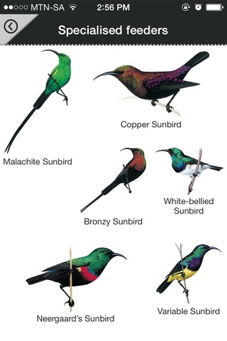 Newman’s Birds of Africa - náhled