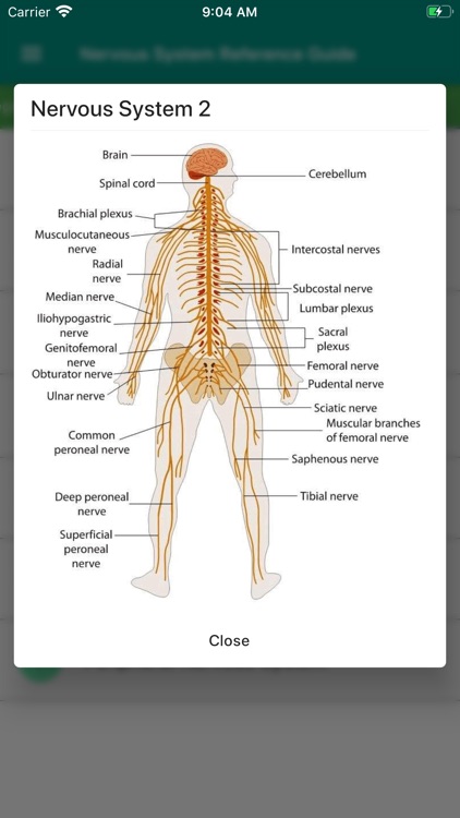 Nervous System Reference Guide screenshot-3