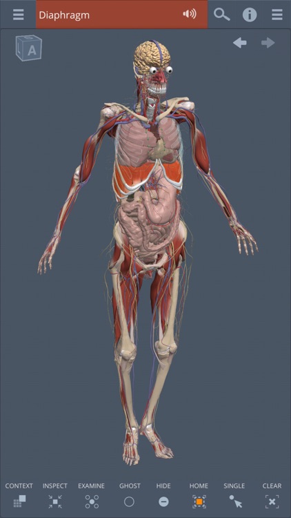 Whole body: 3D real-time