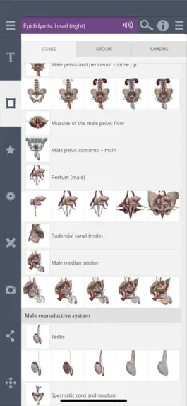 Game screenshot Male Pelvis: 3D Real-time apk