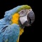 Parrots - an app about the fascinating birds with tons of informations and images