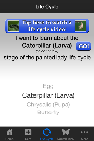 Painted Lady Butterflies screenshot 3