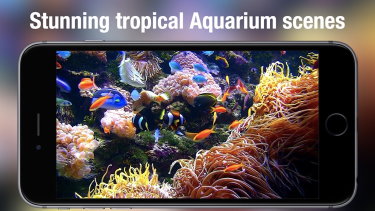 Aquarium Live - Real Fish Tank