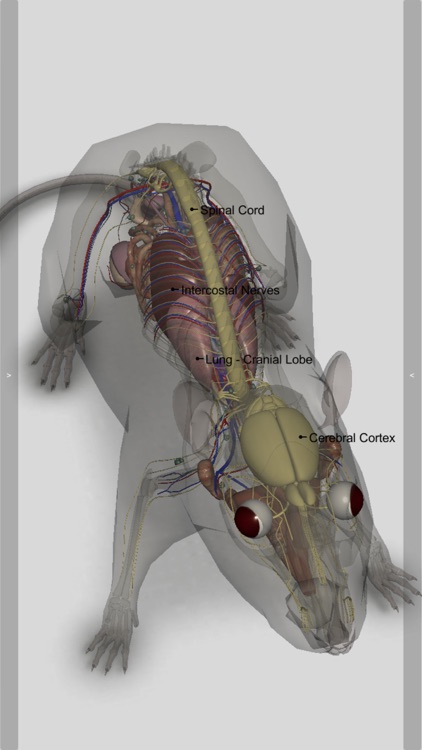 3D Rat Anatomy screenshot-4