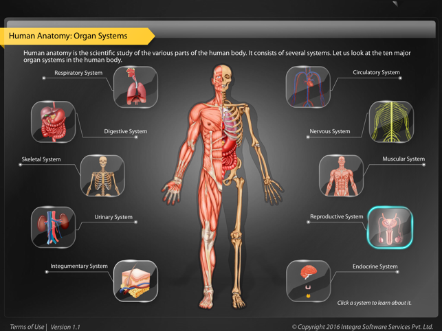 Human Anatomy - Reproductive