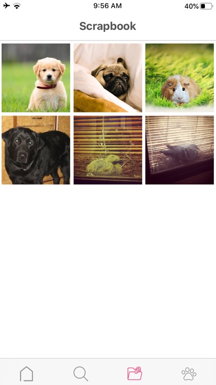 Petterly screenshot-6