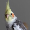 Cockatiel Sounds+ Bird Sounds!