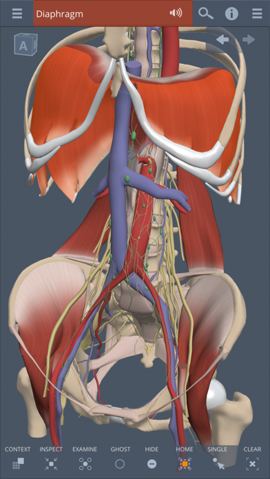 How to cancel & delete Abdomen: 3D Real-time from iphone & ipad 1