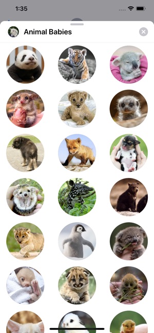 Animal Babies Sticker Pack(圖1)-速報App