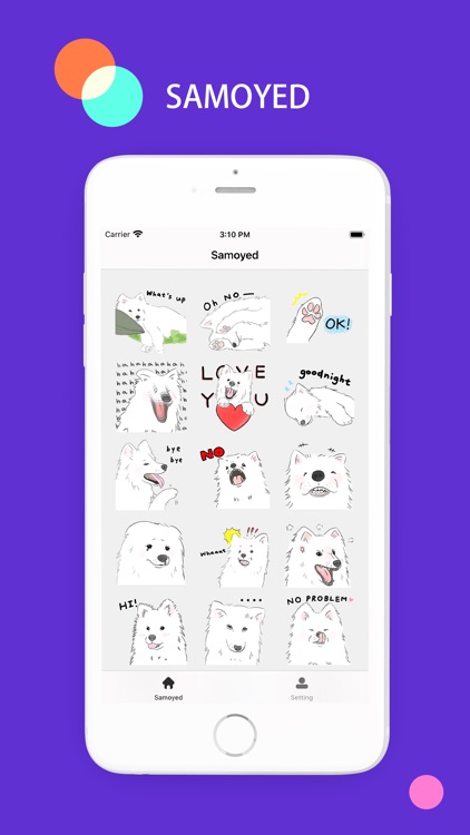 Samoyed - Sticker