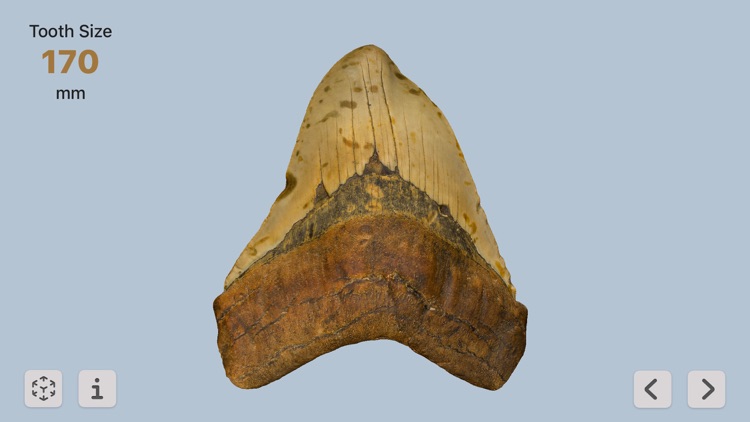 Megalodon screenshot-3