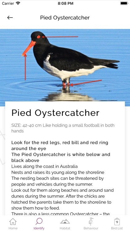 My Shorebird Watcher screenshot-3