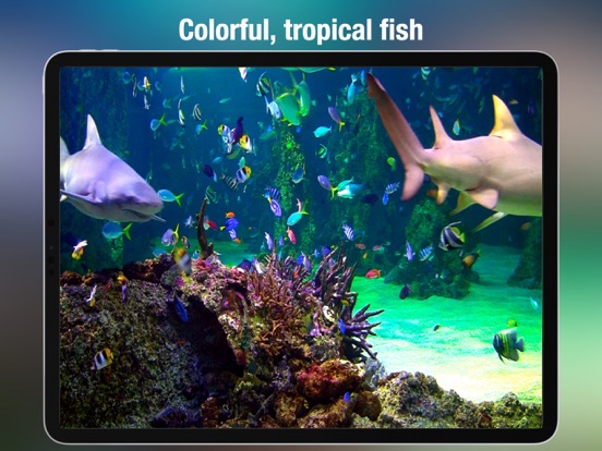 Aquarium Live - Real Fish Tank screenshot 3