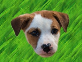 Created for dog lovers everywhere, these adorable stickers are perfect for every occasion