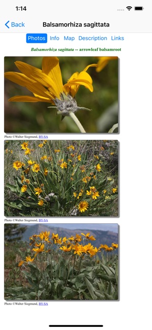 Colorado Wildflower Search(圖3)-速報App