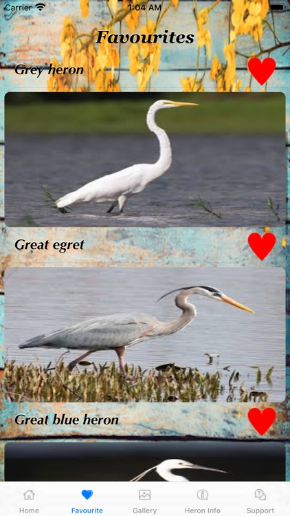 New World HERONS