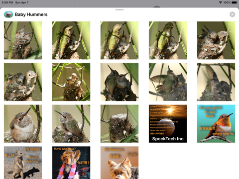 Baby Hummingbirds screenshot 4
