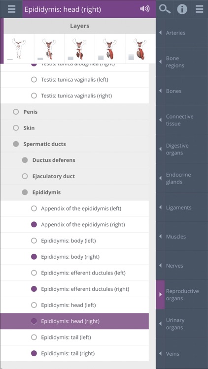 Male Pelvis: 3D Real-time