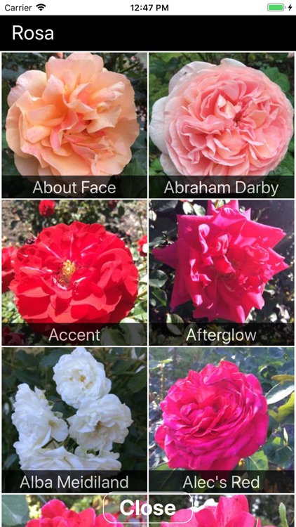 Instant Rose screenshot-4